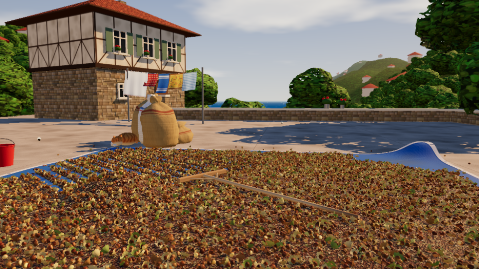 Hazelnuts Drying