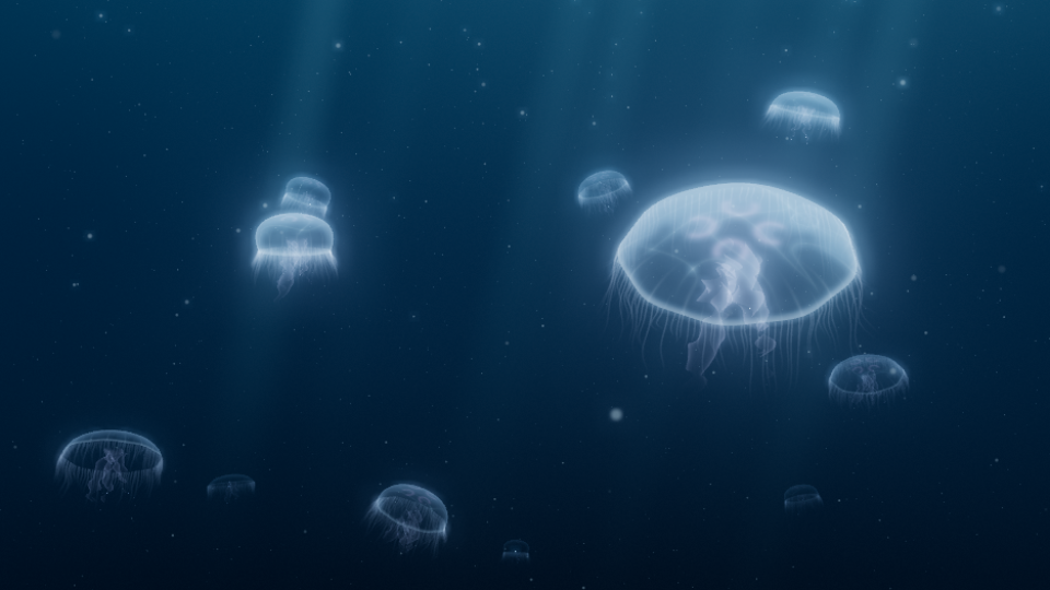 Jellyfish