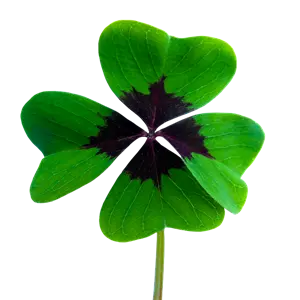 four leaf clover