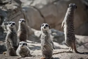 meerkats curious