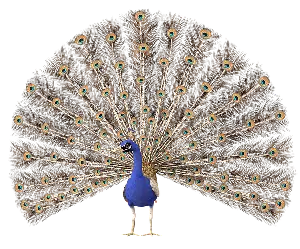 peacock