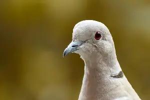 pigeon